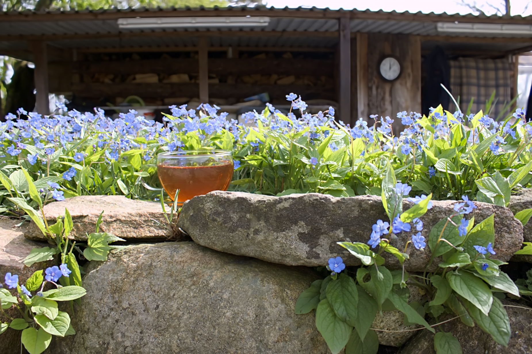 Auf dem Bild ist eine Tasse mit Birne Ingwer Tee abgebildet, die auf einem Stein vor der Pflanze Vergissmeinnicht steht.